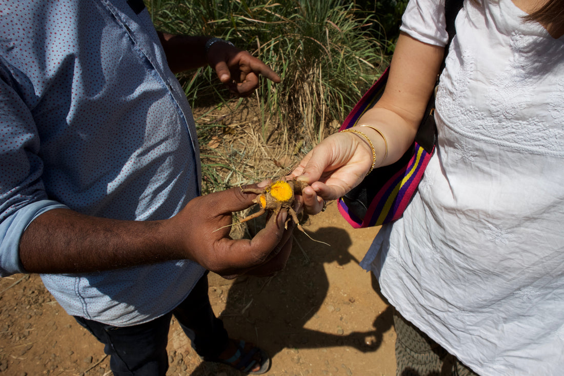 Everything You Need to Know about Lakadong Turmeric